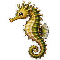 Dwarf Seahorse
