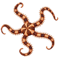 Brittle Star