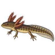 Great Crested Newt Larva