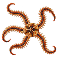Superb Brittle Star