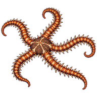 Spiny Brittle Star