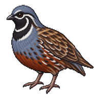 King Quail