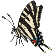 Zebra Swallowtail