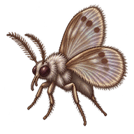 Moth Fly