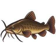 Brown Bullhead