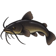 Black Bullhead