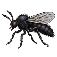 March Fly