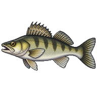 Zander