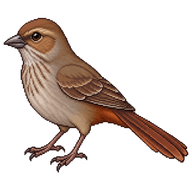 Canyon Towhee