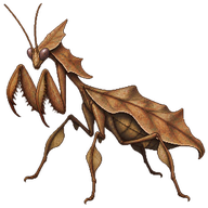 Dead Leaf Mantis