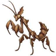 Dead Leaf Mantis Nymph