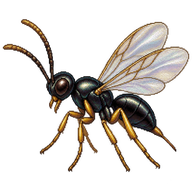 Parasitoid wasp