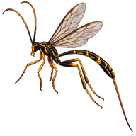 Long-tailed Giant Ichneumonid Wasp