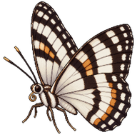 Bordered Pearl