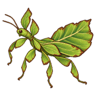 Gray's Leaf Insect