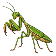 Indochina mantis