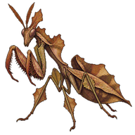 Ghost Mantis
