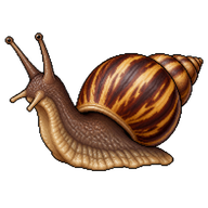 common African snail