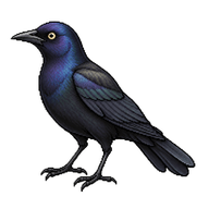 Brewer's Blackbird