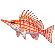 Longnose Hawkfish