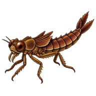 Red Grasshawk Nymph