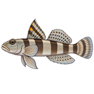 Banded Goby