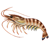 Kuruma Prawn