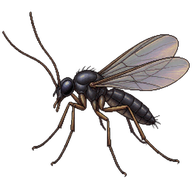 Dark-winged Fungus Gnat
