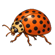 28-Spotted Ladybird