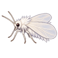 Woolly Whitefly