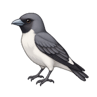 White-breasted Woodswallow