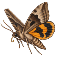 Common Fruit-piercing Moth