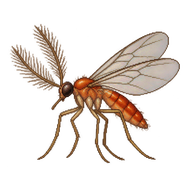 Gall Gnat