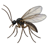 Fungus Gnat
