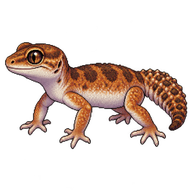 Smooth Knob-Tailed Gecko