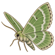 Filata Moth