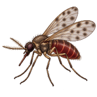 Biting Midge