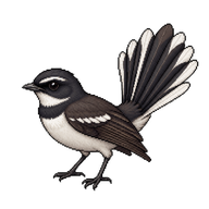 Malaysian Pied Fantail
