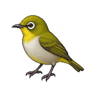 Oriental White-eye