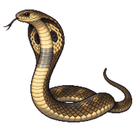 Equatorial Spitting Cobra