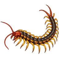 Chinese Red-headed Centipede
