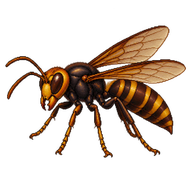 Lesser Banded Hornet