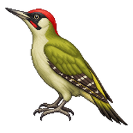 European Green Woodpecker