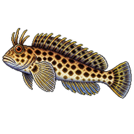 Leopard Blenny