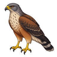 Savanna Hawk