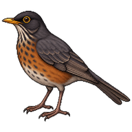Austral Thrush