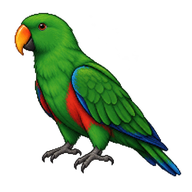 Eclectus Parrot