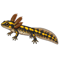 Fire Salamander Larva
