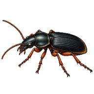 Strawberry Seed Beetle