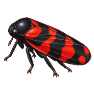 Red-and-Black Froghopper